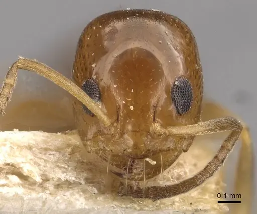 Dorymyrmex caretteoides specimen CASENT0909733 image casent0909733_2