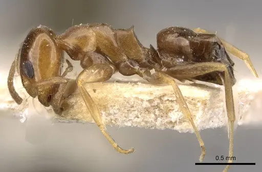 Dorymyrmex caretteoides specimen CASENT0909733 image casent0909733_3