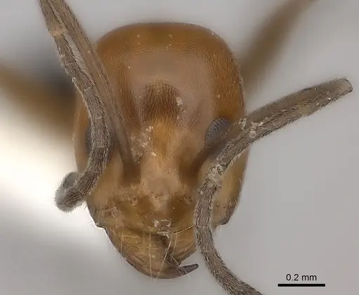 Dorymyrmex chilensis specimen CASENT0217407 image casent0217407_2