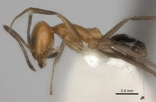 Dorymyrmex chilensis specimen CASENT0217407 image casent0217407_3