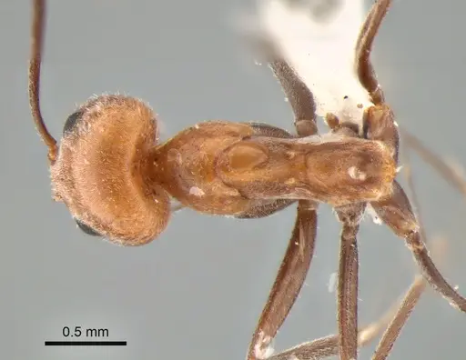 Dorymyrmex chilensis specimen CASENT0841184 image casent0841184_1