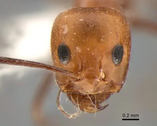 Dorymyrmex chilensis specimen CASENT0841184 image casent0841184_2