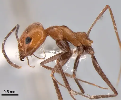 Dorymyrmex chilensis specimen CASENT0841184 image casent0841184_4