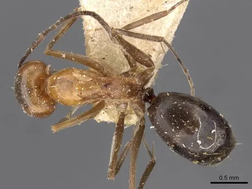 Dorymyrmex chilensis specimen CASENT0909748 image casent0909748_1