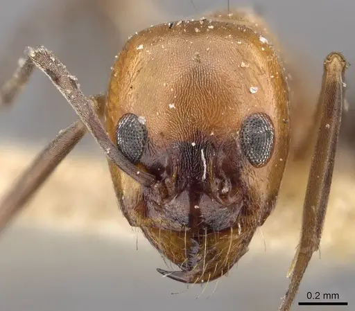 Dorymyrmex chilensis specimen CASENT0909748 image casent0909748_2