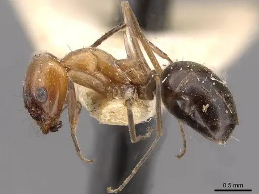 Dorymyrmex chilensis specimen CASENT0909748 image casent0909748_3