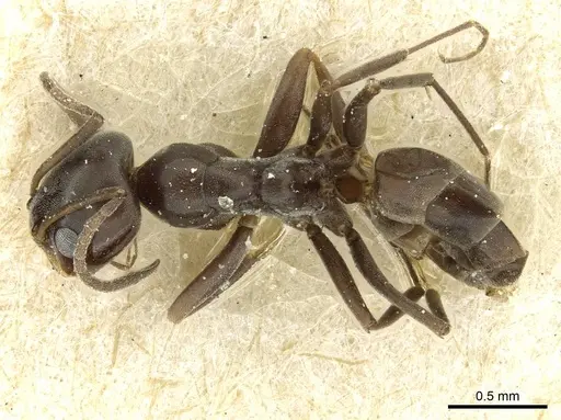 Dorymyrmex confusus specimen CASENT0911529 image casent0911529_1