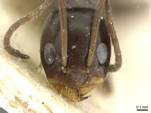 Dorymyrmex confusus specimen CASENT0911529 image casent0911529_2