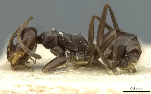Dorymyrmex confusus specimen CASENT0911529 image casent0911529_3