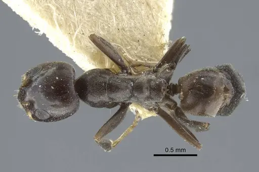 Dorymyrmex confusus specimen CASENT0917125 image casent0917125_1