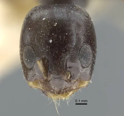 Dorymyrmex confusus specimen CASENT0917125 image casent0917125_2