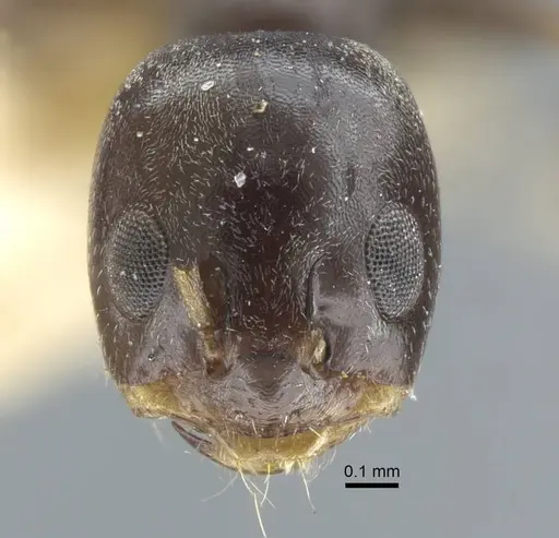 Dorymyrmex confusus specimen CASENT0917125 image casent0917125_3