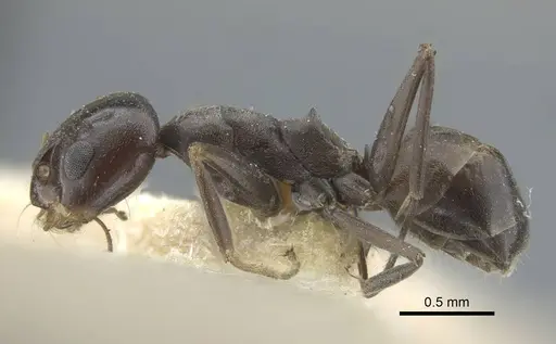 Dorymyrmex confusus specimen CASENT0917125 image casent0917125_4