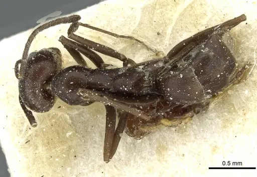 Dorymyrmex coniculus specimen CASENT0911518 image casent0911518_1