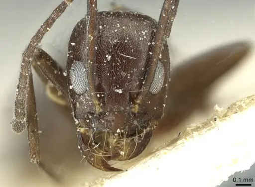 Dorymyrmex coniculus specimen CASENT0911518 image casent0911518_2
