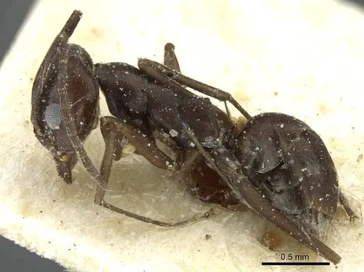 Dorymyrmex coniculus specimen CASENT0911518 image casent0911518_3