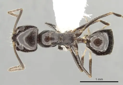 Dorymyrmex ebeninus specimen CASENT0249681 image casent0249681_1