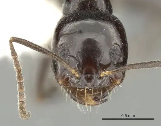Dorymyrmex ebeninus specimen CASENT0249681 image casent0249681_2
