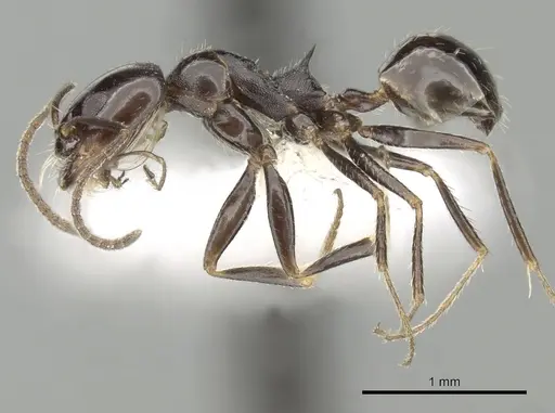 Dorymyrmex ebeninus specimen CASENT0249681 image casent0249681_3