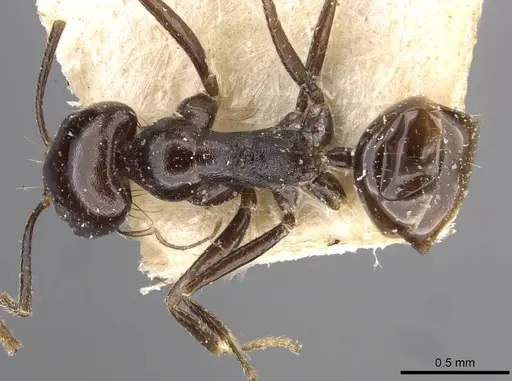 Dorymyrmex ebeninus specimen CASENT0909726 image casent0909726_1