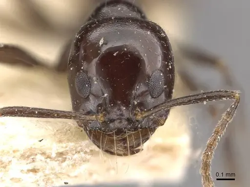 Dorymyrmex ebeninus specimen CASENT0909726 image casent0909726_2