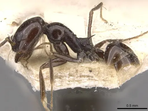Dorymyrmex ebeninus specimen CASENT0909726 image casent0909726_3