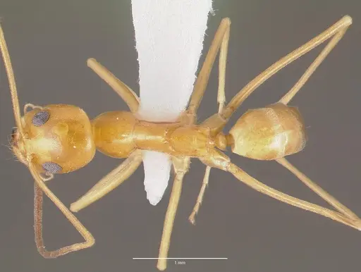 Dorymyrmex elegans specimen CASENT0003314 image casent0003314_1