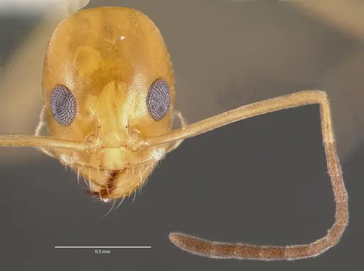 Dorymyrmex elegans specimen CASENT0003314 image casent0003314_2