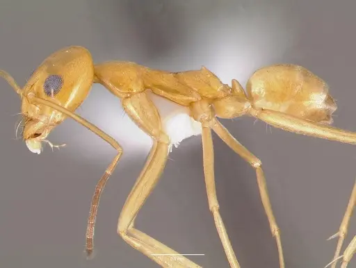 Dorymyrmex elegans specimen CASENT0003314 image casent0003314_3