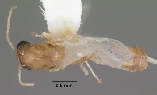 Dorymyrmex elegans specimen CASENT0103869 image casent0103869_1
