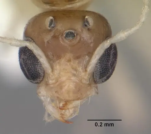 Dorymyrmex elegans specimen CASENT0103869 image casent0103869_2