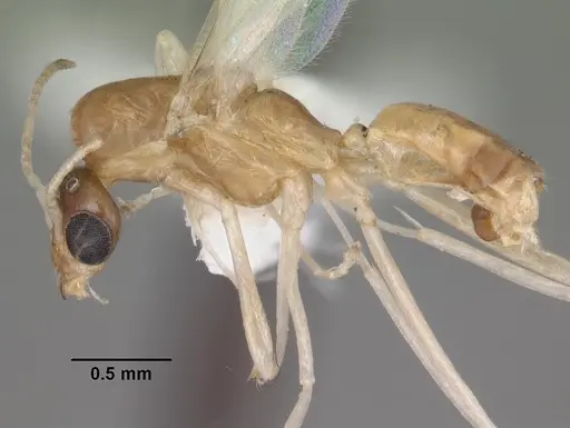 Dorymyrmex elegans specimen CASENT0103869 image casent0103869_3