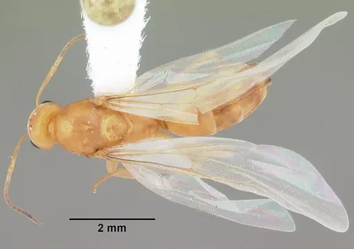 Dorymyrmex elegans specimen CASENT0103875 image casent0103875_1