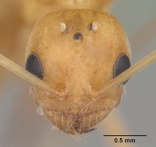 Dorymyrmex elegans specimen CASENT0103875 image casent0103875_2