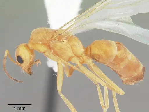 Dorymyrmex elegans specimen CASENT0103875 image casent0103875_3