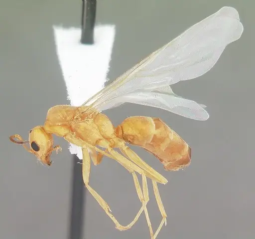 Dorymyrmex elegans specimen CASENT0103875 image casent0103875_4