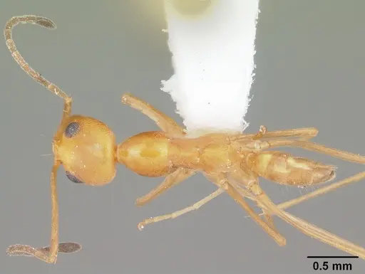 Dorymyrmex elegans specimen CASENT0103876 image casent0103876_1