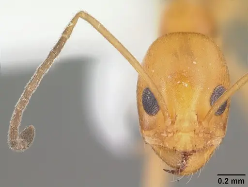 Dorymyrmex elegans specimen CASENT0103876 image casent0103876_2