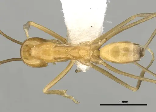 Dorymyrmex elegans specimen CASENT0249671 image casent0249671_1