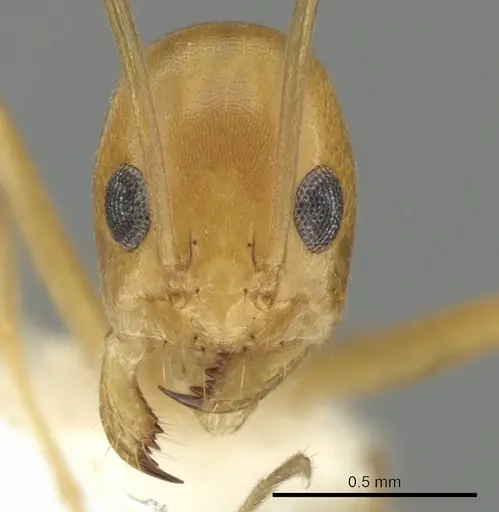 Dorymyrmex elegans specimen CASENT0249671 image casent0249671_2