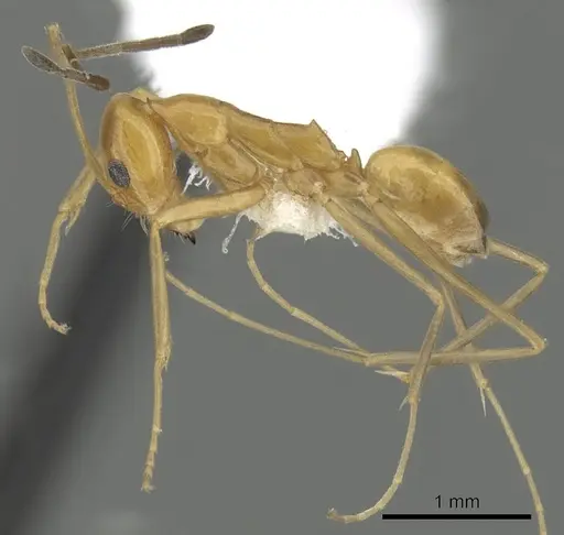 Dorymyrmex elegans specimen CASENT0249671 image casent0249671_3