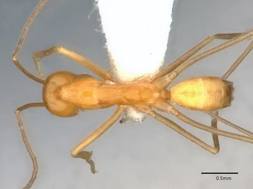 Dorymyrmex elegans specimen CASENT0841000 image casent0841000_1