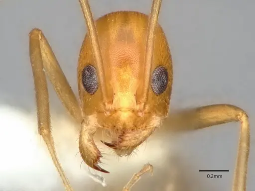 Dorymyrmex elegans specimen CASENT0841000 image casent0841000_2