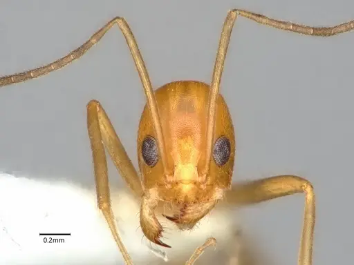 Dorymyrmex elegans specimen CASENT0841000 image casent0841000_3