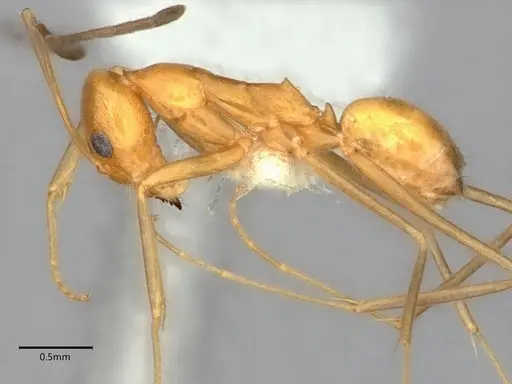 Dorymyrmex elegans specimen CASENT0841000 image casent0841000_4