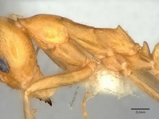 Dorymyrmex elegans specimen CASENT0841000 image casent0841000_5