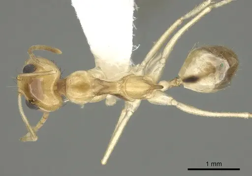 Dorymyrmex ensifer specimen CASENT0249686 image casent0249686_1