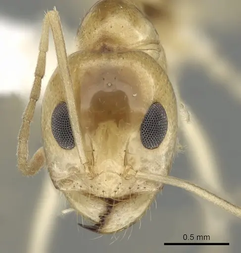 Dorymyrmex ensifer specimen CASENT0249686 image casent0249686_2