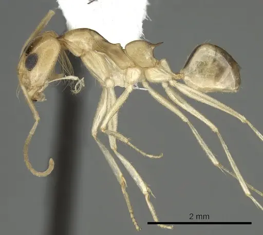 Dorymyrmex ensifer specimen CASENT0249686 image casent0249686_3