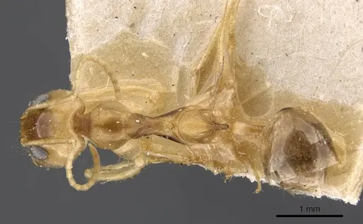 Dorymyrmex ensifer specimen CASENT0909727 image casent0909727_1